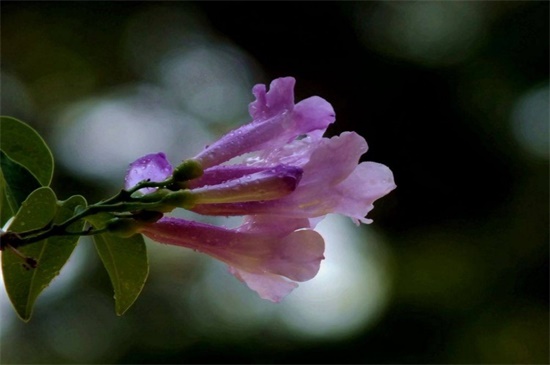 蒜香藤冬天能开吗，冬季合理养护可开花