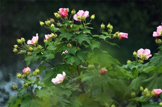 木芙蓉花的养殖方法和注意事项，修剪造型虫害防治