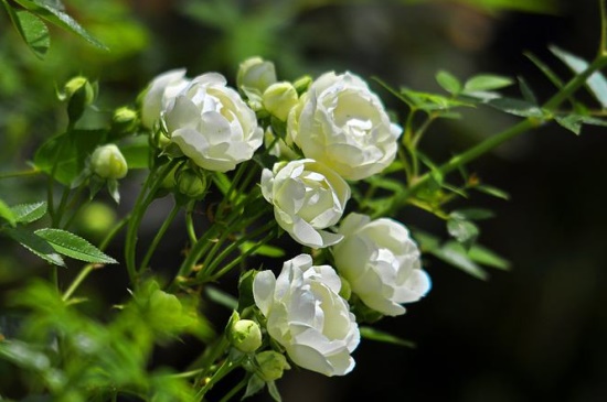 木香花和蔷薇花的区别，掌握这4点轻松分辨两者