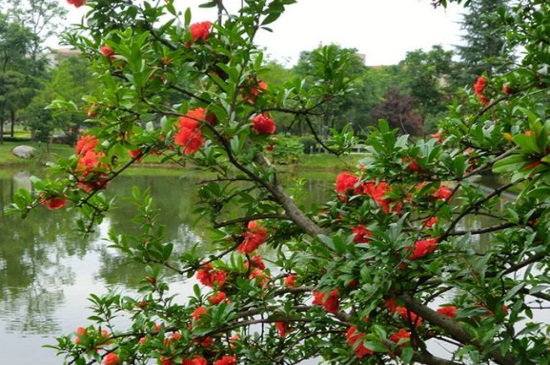 石榴花虫害及防治办法，茎窗蛾需虫洞消毒修病枝