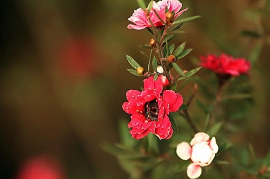 松红梅什么时候开花，晚秋9月份育蕾开花