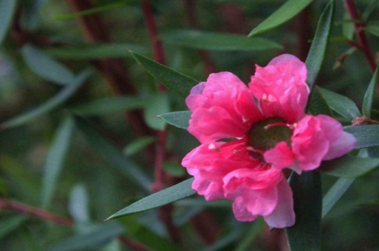 松红梅什么时候开花，晚秋9月份育蕾开花