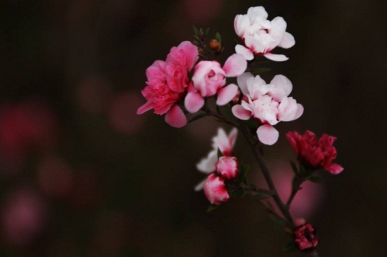 松红梅什么时候开花，晚秋9月份育蕾开花