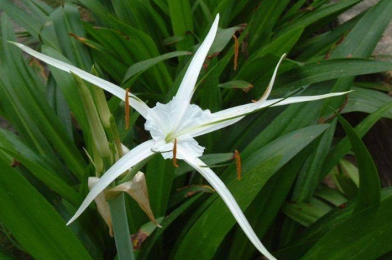 水鬼蕉什么时候开花，夏季6～7月份开花