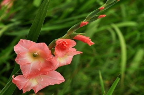 唐菖蒲(剑兰)虫害及防治方法，小地老虎需土质消毒药剂喷杀