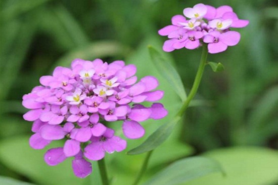 屈曲花什么时候开花，春末5月份开花