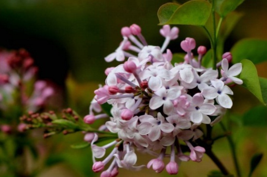 丁香花什么季节开花