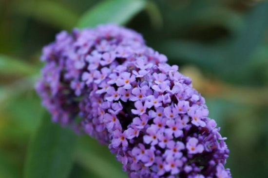 丁香花什么季节开花