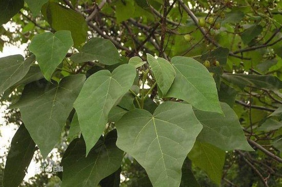 适合庭院种植的树