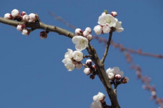 伊犁吐尔根杏花近几年花期时间