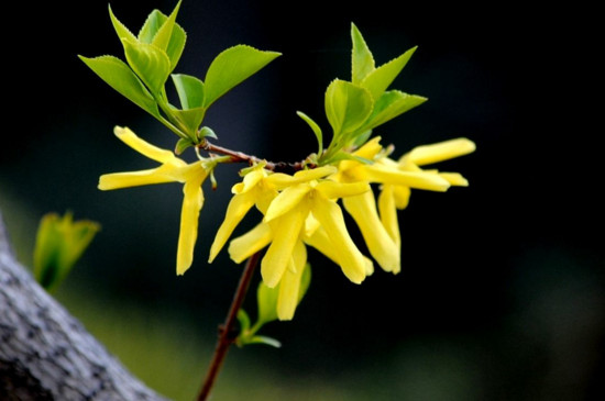 4月份的花