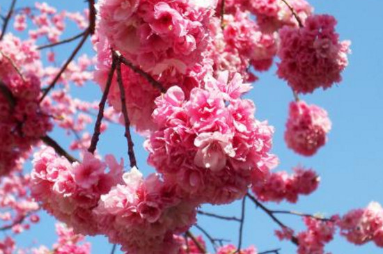 4月份的花