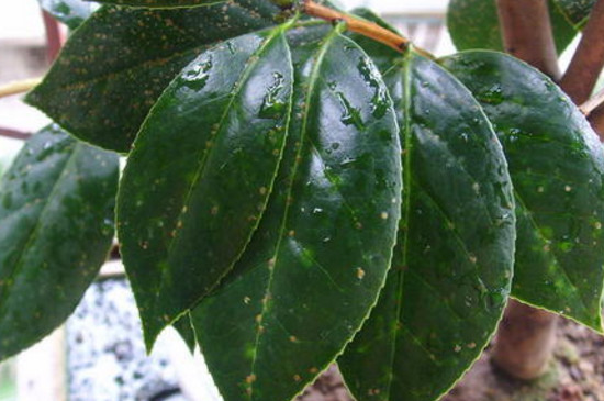 茶花叶子朝下卷