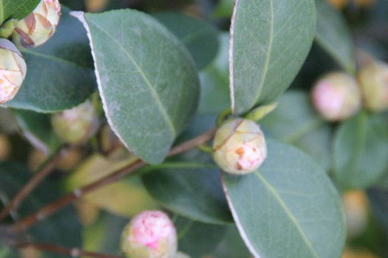 茶花花苞变枯原因