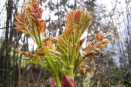 刺嫩芽从种到收要几年