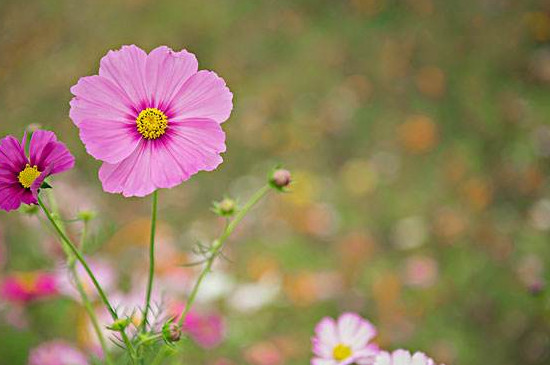 格桑花怎么播种