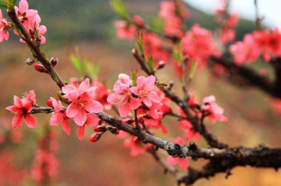 桃树开花期能浇水吗