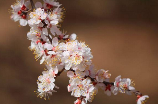 杏树花期能浇水吗