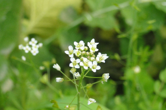 荠菜长啥样