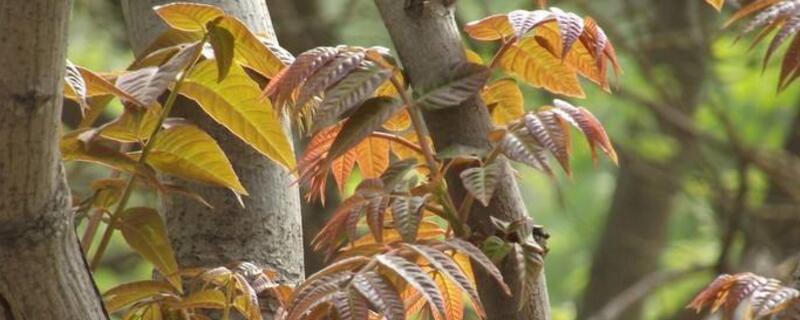 香春树大鹏种植方法