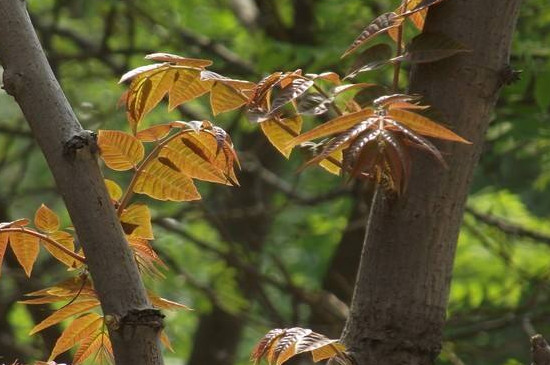 香春树大鹏种植方法