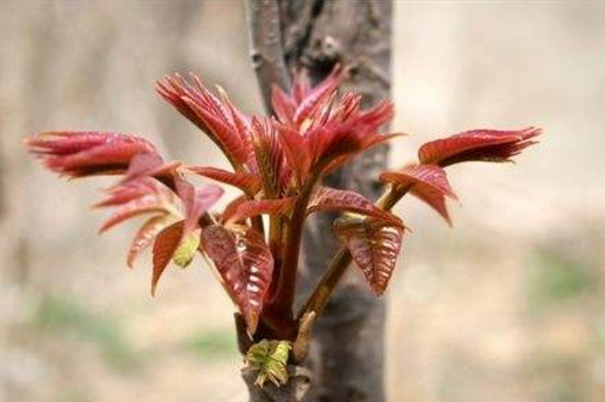 香春树大鹏种植方法