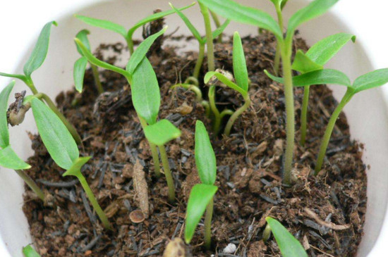 辣椒子怎么种植发芽