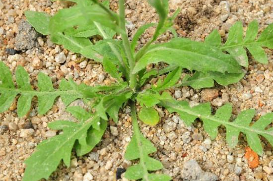 芨芨菜和荠菜一样吗