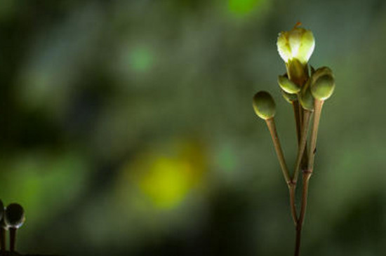 榴莲发芽后芽朝上种吗