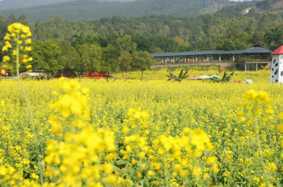 油菜花代表什么爱情