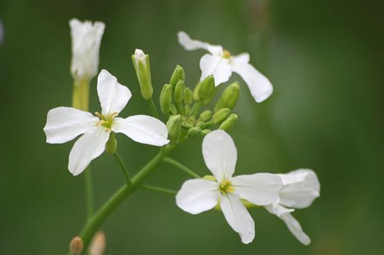 油菜花有白色的吗