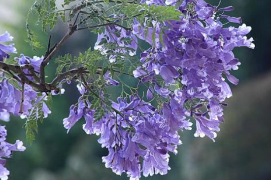 蓝花楹叶子掉光咋回事