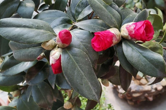 茶花的花苞干枯是怎么回事