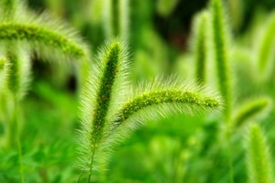 狗尾巴草是天然的猫草吗