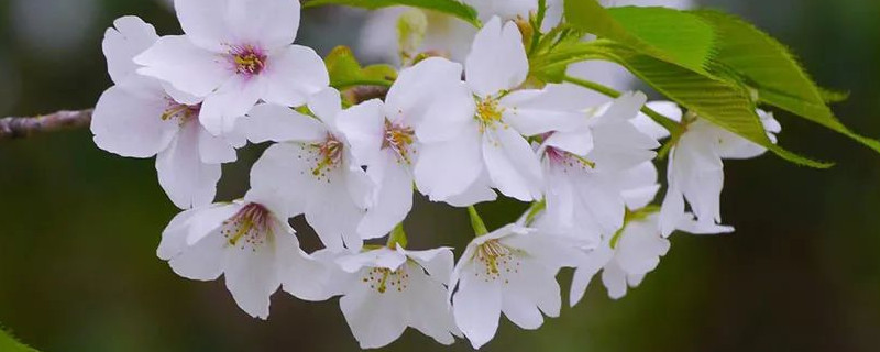 山樱的花语是什么