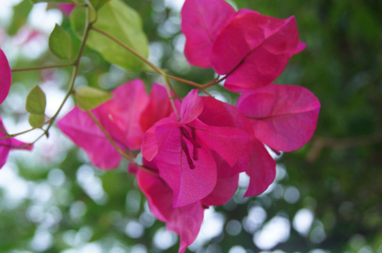 三角梅夏天怎么养才能开花