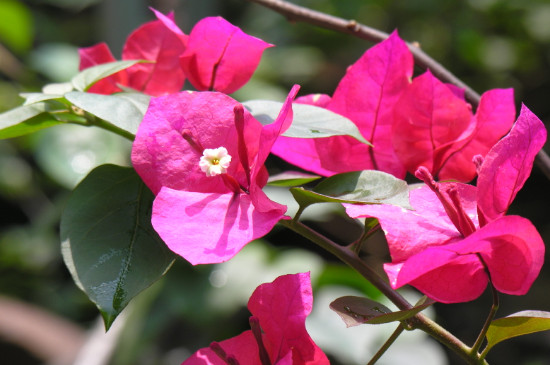 三角梅夏天怎么养才能开花