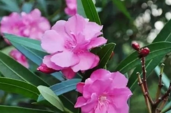 夹竹桃有毒吗手摸有危险不