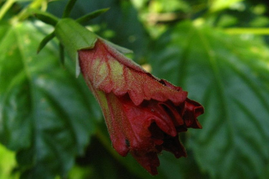 扶桑花花蕾总掉快速补救方法