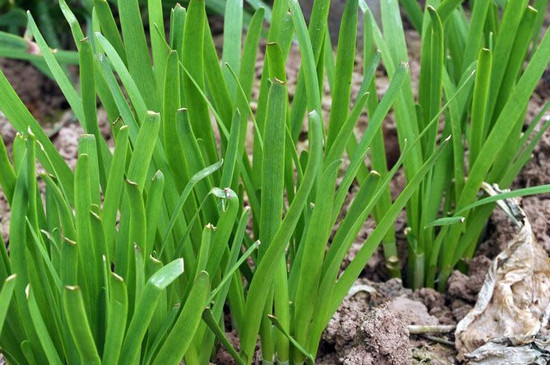 韭菜籽种植时间及方法