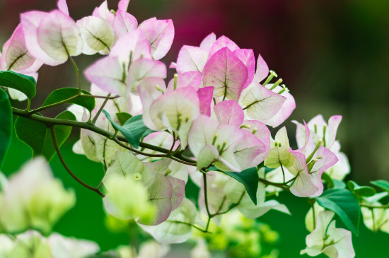 菲菲娜三角梅勤花吗