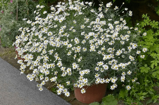 洋甘菊从播种到开花要多久