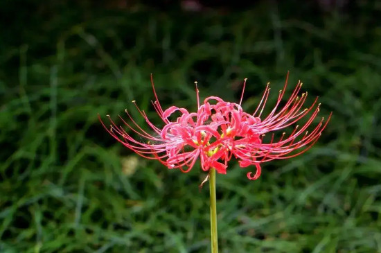 彼岸花花语是什么意思