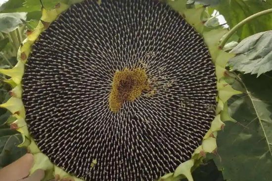 瓜子是单子叶植物还是双子叶植物