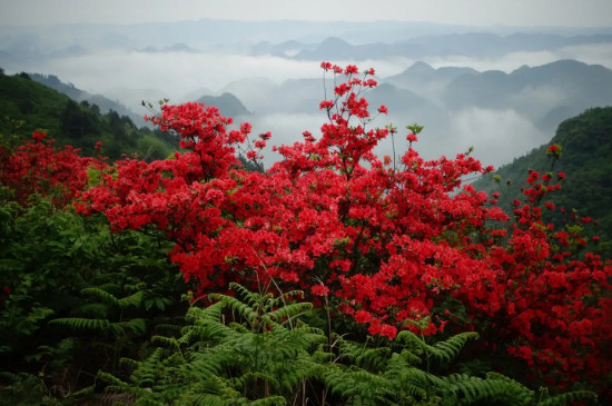 映山红的花期是几月到几月