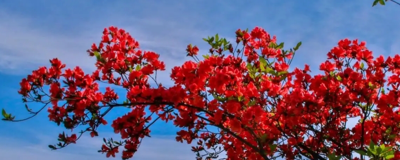 映山红的花期是几月到几月