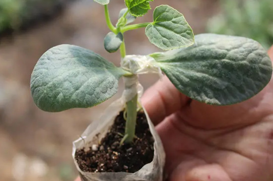 西瓜是单子叶植物还是双子叶植物