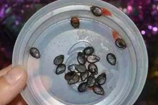 西瓜种子浸种催芽方法