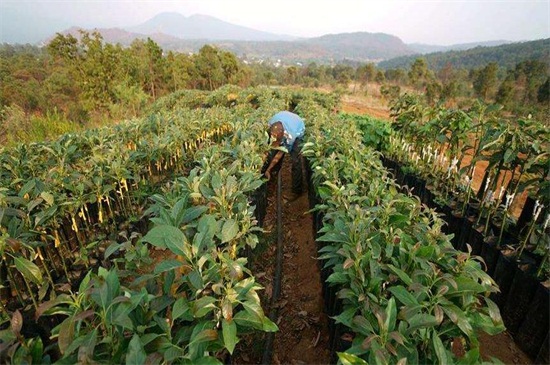 牛油果怎么种植方法，5步教你种植