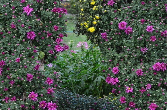 菊花开在什么季节